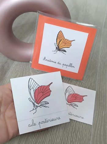 Cartes de nomenclature du papillon