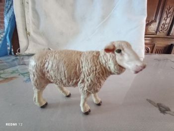 Mouton brebis papo neuf merinos
