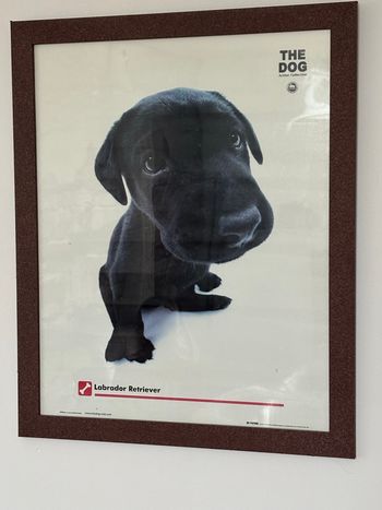 Poster de labrador encadré