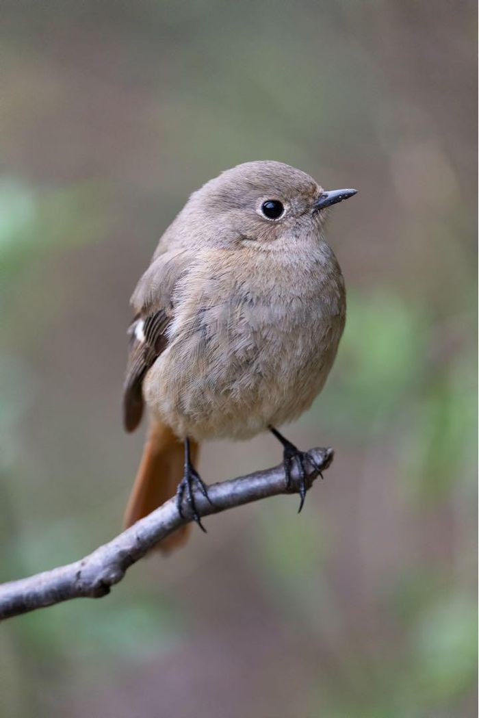 Beauté SONY FE 200 600mm F5.6 6.3 G - photo numéro 9