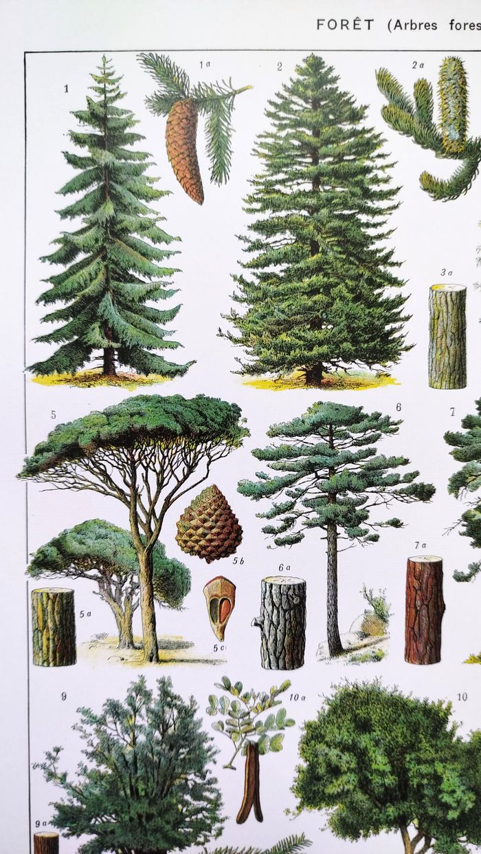 Affiche sur les arbres "épicéa", d'après une lithographie de 1928 - photo numéro 4