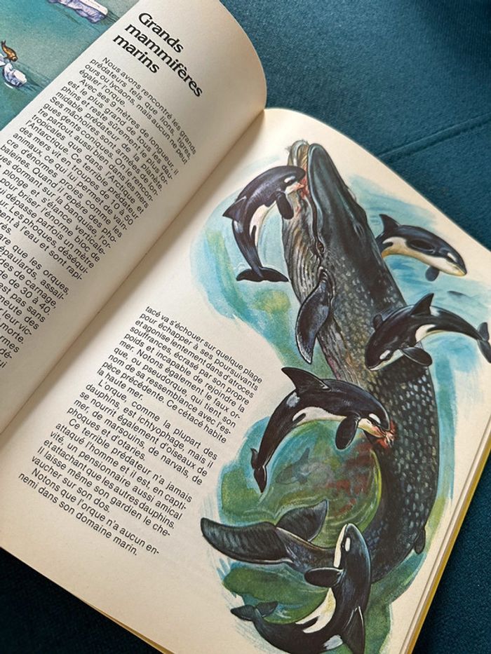 1981 Livre ancien rare Les Animaux Prédateurs Robert Dallet Lito Paris illustrateur Hermès - photo numéro 8