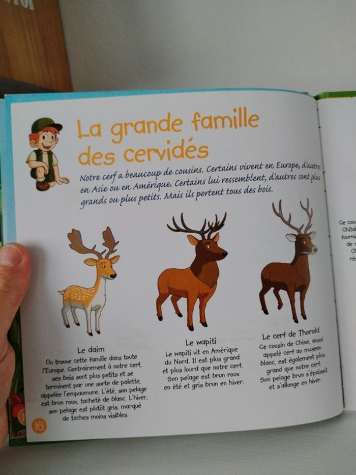Altaya Les animaux de la forêt n°1 Le cerf - photo numéro 15