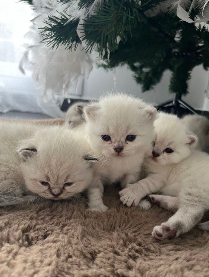 Chaton à donner - photo numéro 2