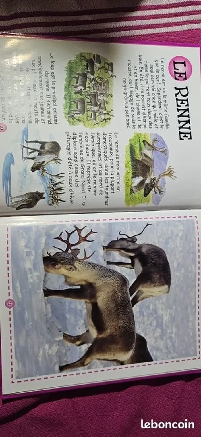 Les animaux des pôles - photo numéro 2