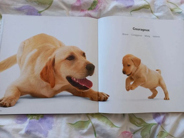 Livre drole de labrador - photo numéro 6