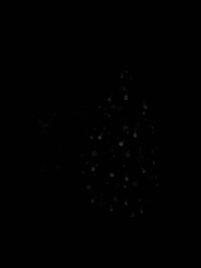 pyjama sergent major collection Noël 11ans (15e) - photo numéro 6