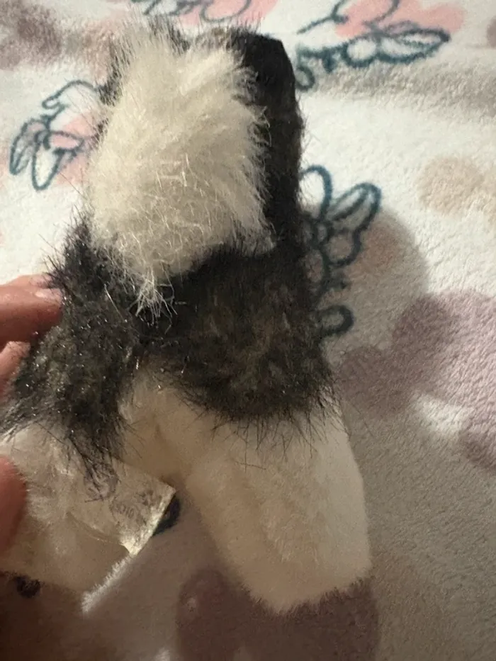 Chien noir et blanc - photo numéro 5