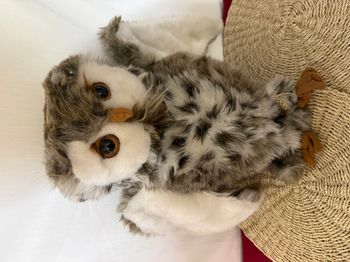 Peluche Pigwidgeon Harry Potter
