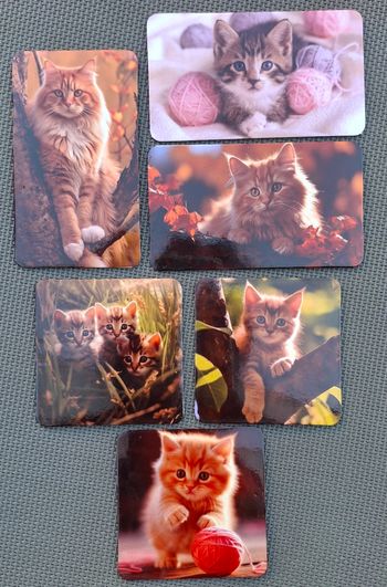 Magnet / aimant chaton