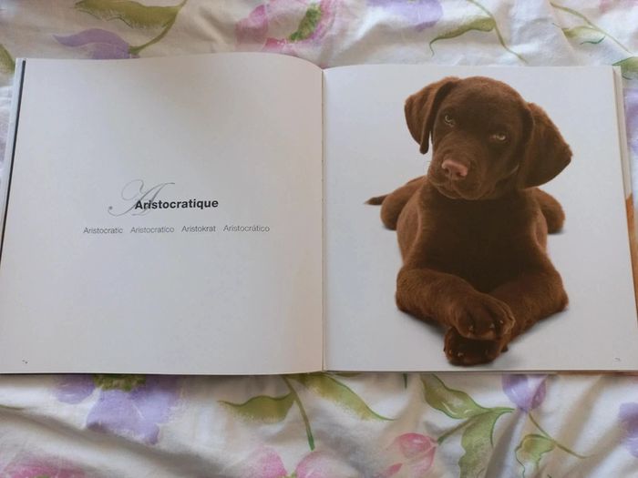 Livre drole de labrador - photo numéro 4