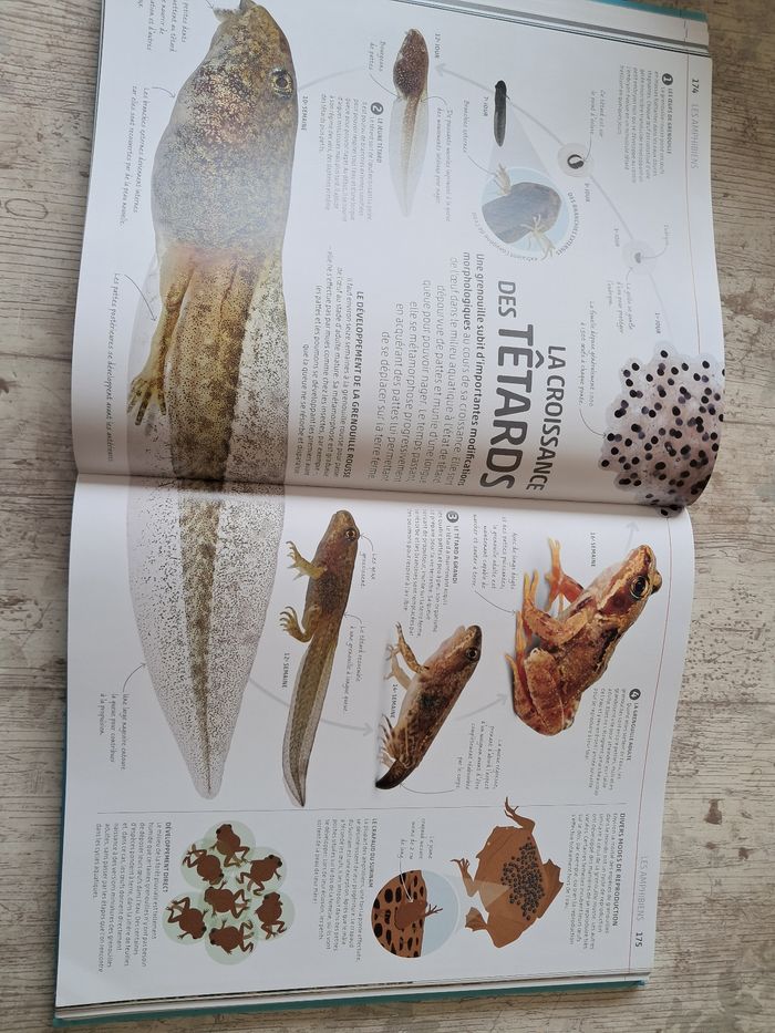 La grande encyclopédie visuelle de la nature - photo numéro 3