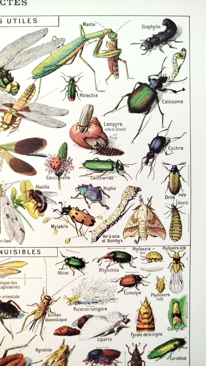 🐞 Affiche sur les insectes, d'après une lithographie de 1928 - photo numéro 3