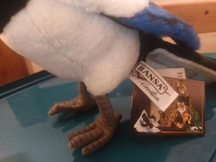 Magnifique oiseau pie magpie bird hansa animaMagnifique oiseau pie magpie bird hansa anima - photo numéro 7