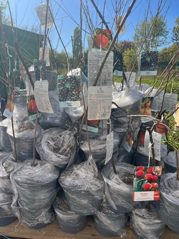 Arbustes fruitiers kaki pêches pommes figues 