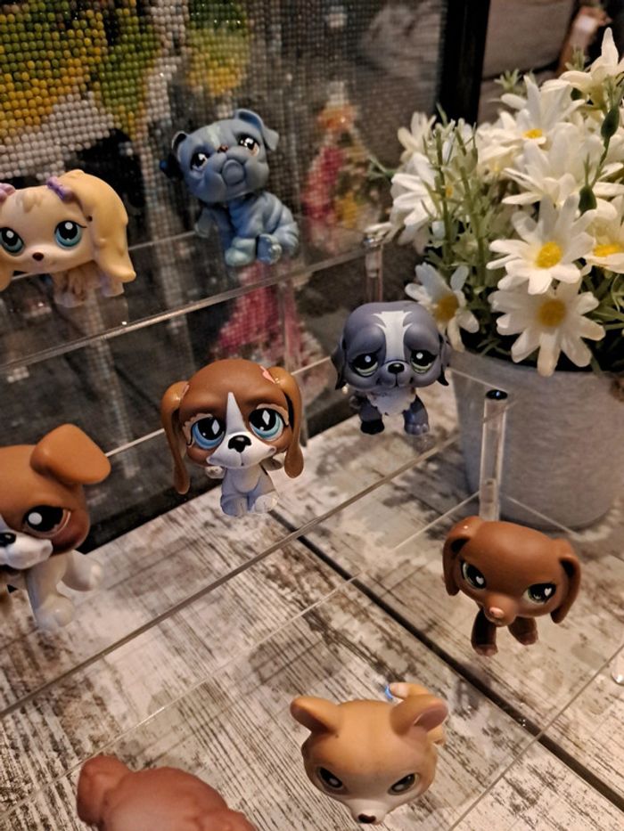 Petshop chien au choix vente à l unité - photo numéro 7
