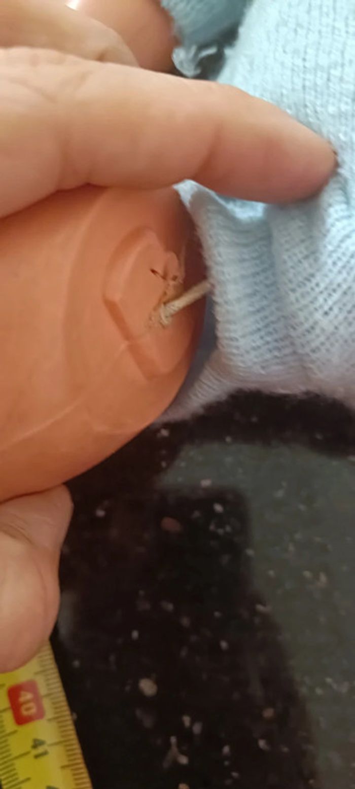 Poupée petit Collin celluloïd - photo numéro 5