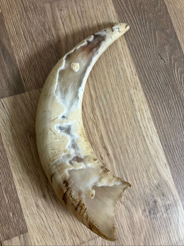 Corne de vache - photo numéro 3