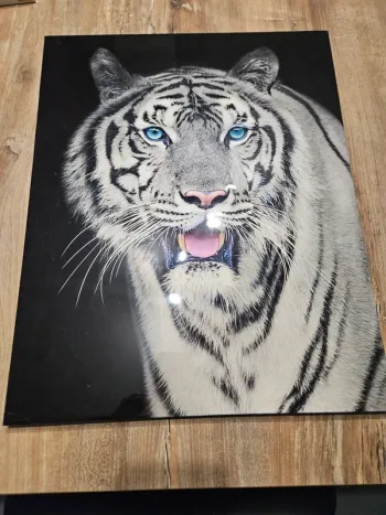 Cadre/toile tigre blanc