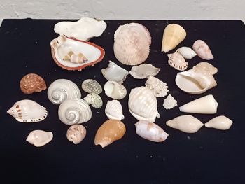 Lot de différents coquillages