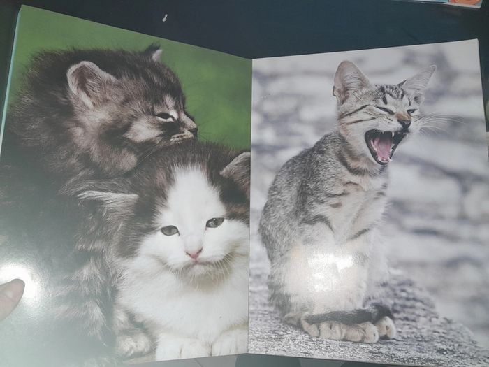 posters à colorier les chatons - photo numéro 4
