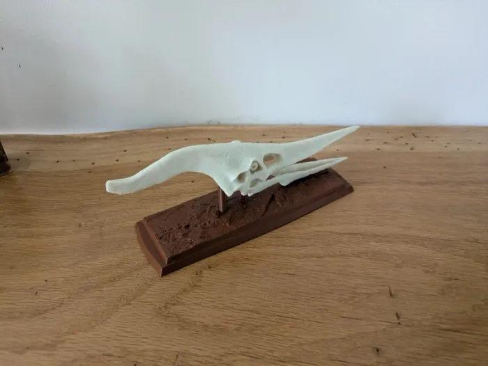 Crâne de ptéranodon sur socle - photo numéro 16