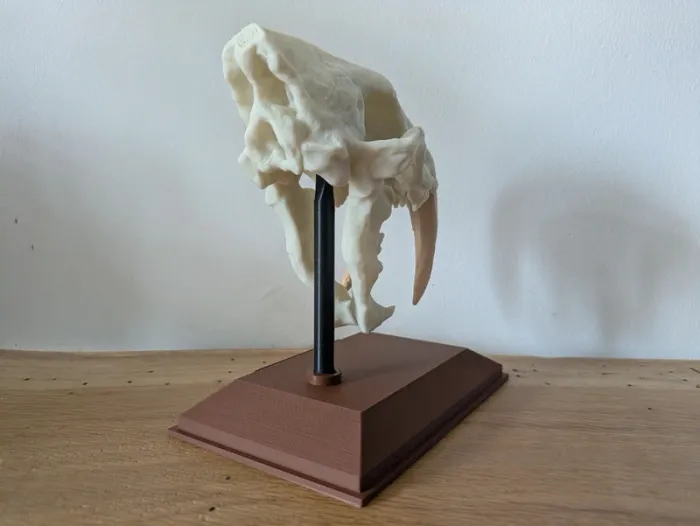 Crâne de tigre à dents de sabre smilodon - photo numéro 8