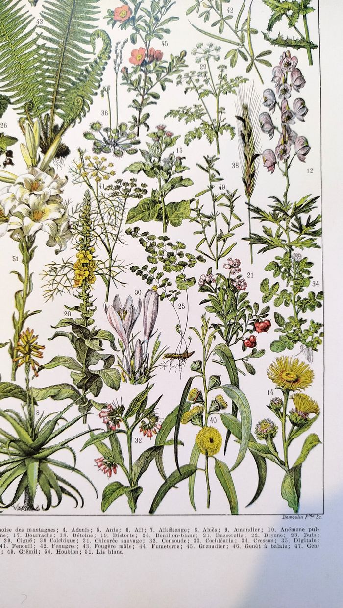 Affiche sur les plantes médicinales "absinthe", d'après une lithographie de 1928 - photo numéro 5