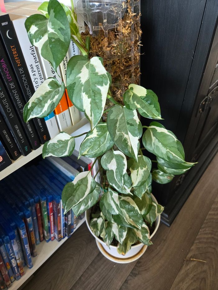Pothos panaché