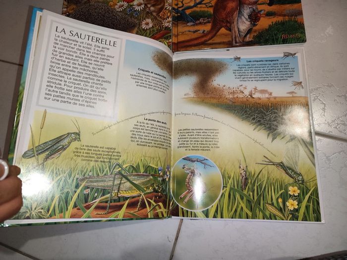 Lot de 4 livres sur l'imagerie animale - photo numéro 4