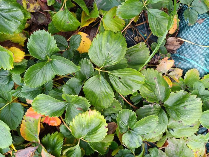 Lot de 10 fraisiers gariguette