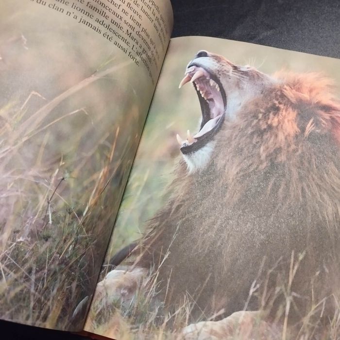 Livre Disney félins - photo numéro 6