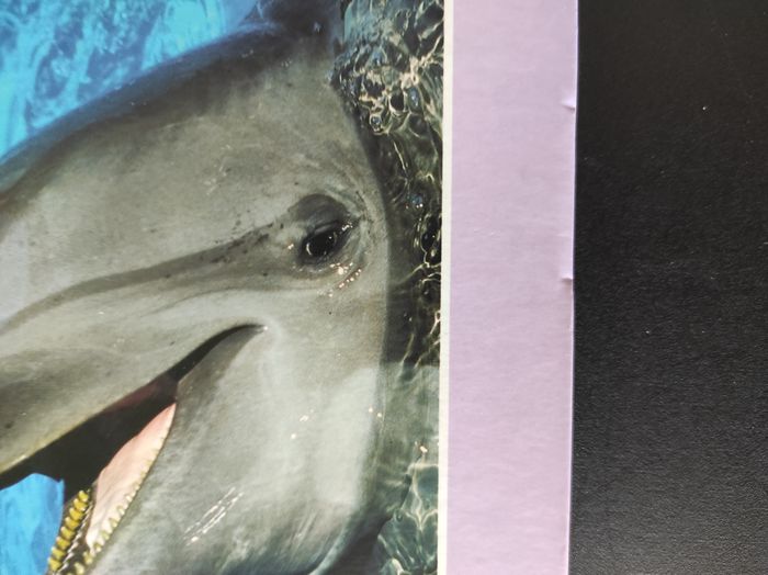 Livre enfant “La petite encyclopédie de Winnie – Les animaux marins” - photo numéro 5