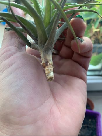 Plante Thilandsias, les filles de l’air, décoration végétale plante