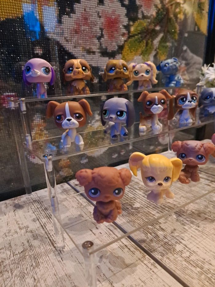 Petshop chien au choix vente à l unité - photo numéro 8