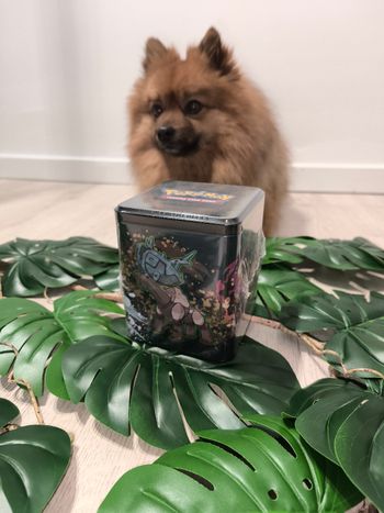 Coffret Pokémon Tin Box Mars 2025