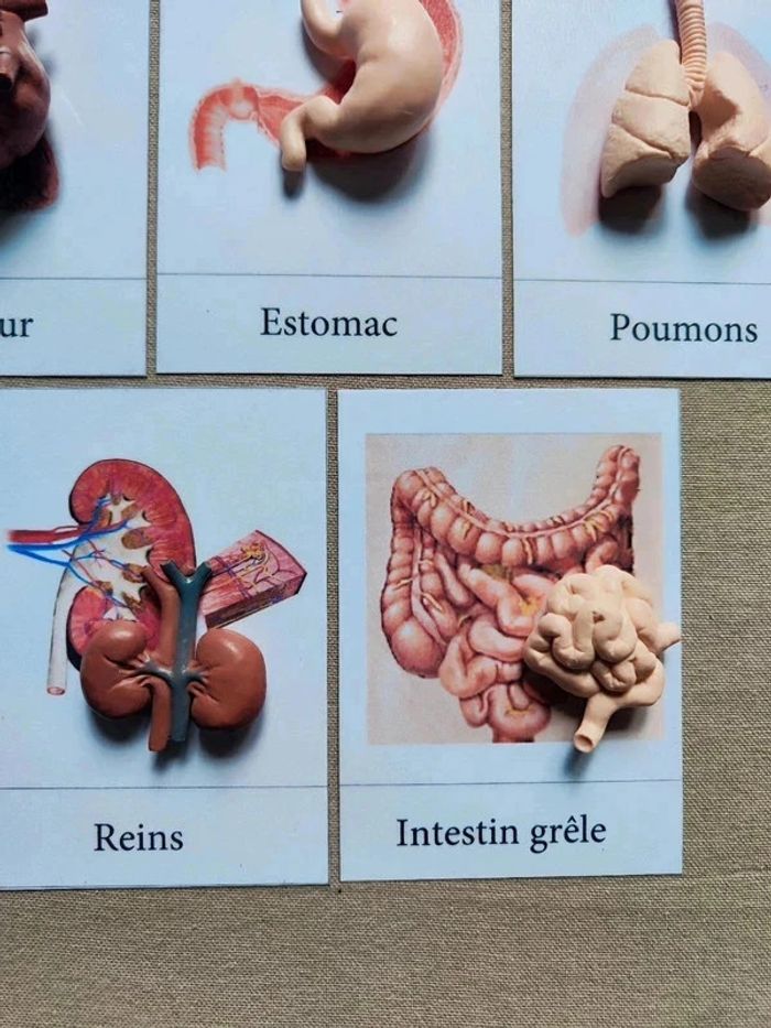 Cartes de nomenclature des organes du corps humain + figurines - photo numéro 5