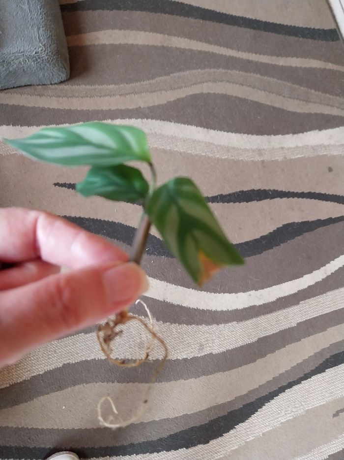 Ctenanthe setosa