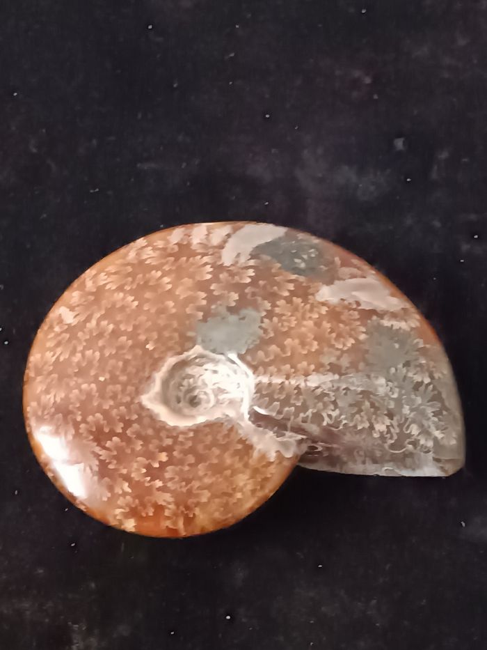 Ammonite polie - photo numéro 3