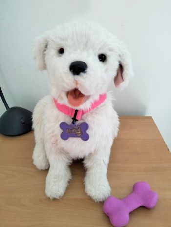 Cookie mon  petit chien