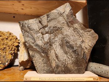 Lot de deux fossiles sur socles