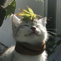 profil