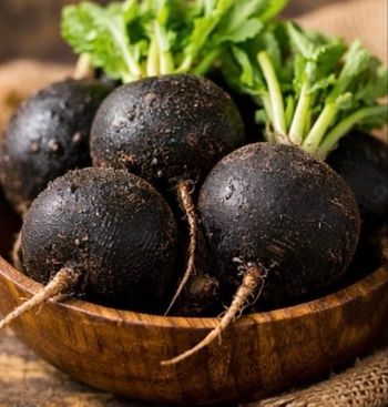 Radis gros rond noir 80 graines 