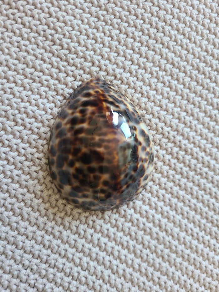 Coquillages d’allaitement taille L – Irréversible Bijoux - photo numéro 5