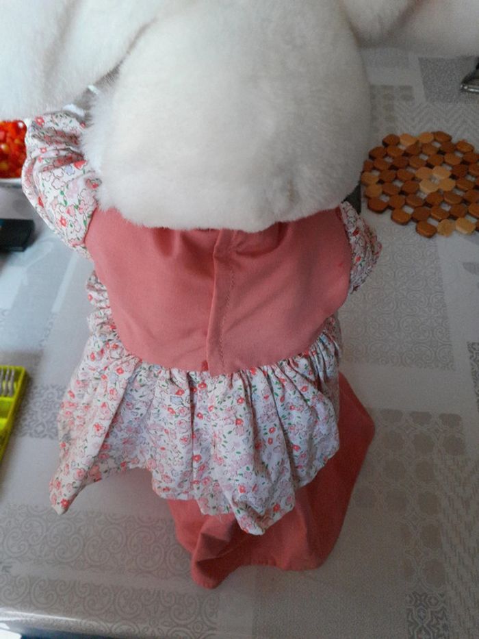 Lapin - photo numéro 2