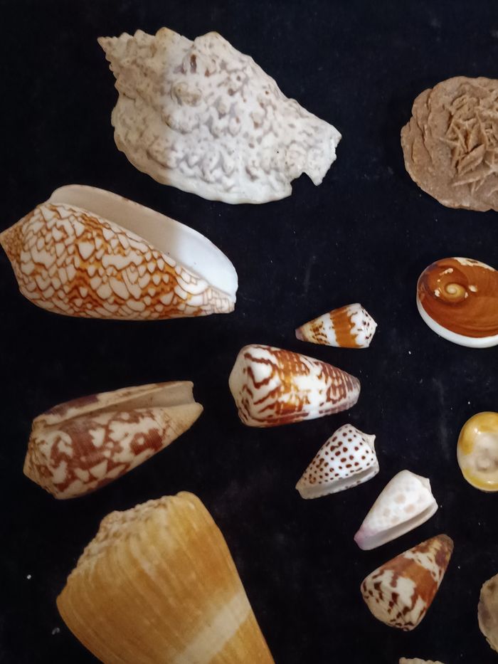 Coquillages  Ste Lucie rose des sables - photo numéro 2
