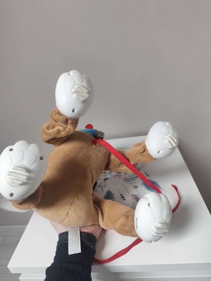 Chien Toufous - photo numéro 5