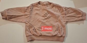 Pull rose pale