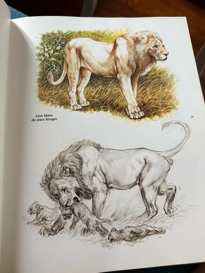 Livre Les Félins Robert Dallet Nathan rares illustrations tigre lion panthère léopard album - photo numéro 4