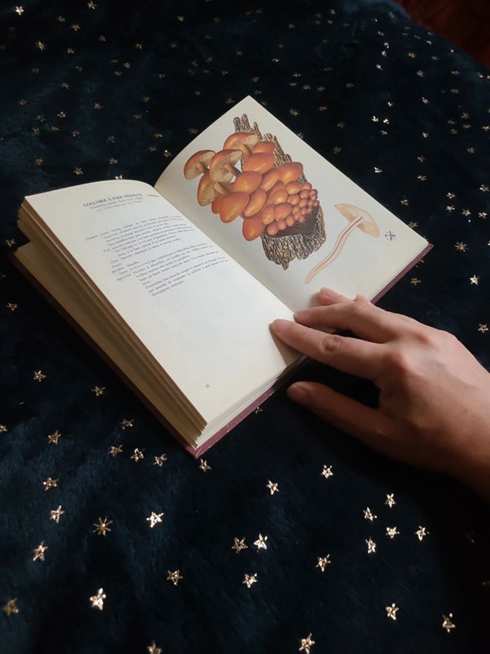Petit livre sur les champignons - photo numéro 3